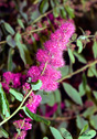 Spiraea douglasii